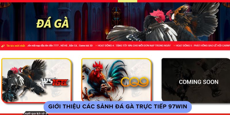 Giới thiệu các sảnh đá gà trực tiếp 97win