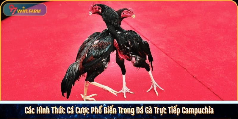 Các Hình Thức Cá Cược Phổ Biến Trong Đá Gà Trực Tiếp Campuchia