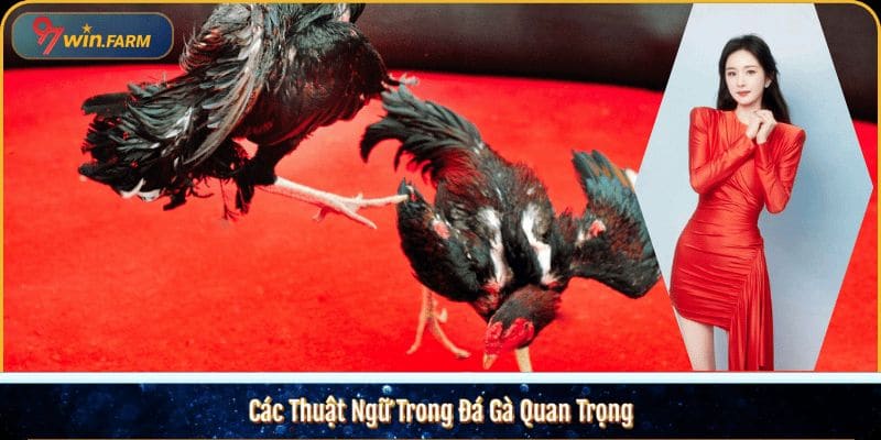 Các Thuật Ngữ Đá Gà Quan Trọng