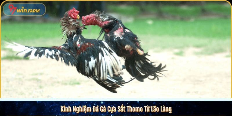 Kinh Nghiệm Đá Gà Cựa Sắt Thomo Từ Lão Làng